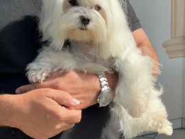 Orpheus 4 Jahre - sucht ein neues Zuhause