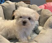 B-Wurf_Kathy_8._Wo_1._Bub_11_-_1.jpg