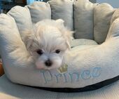 H-Wurf_Remy_7._Wo__3.Bub_12_-_1.jpg