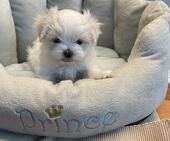 H-Wurf_Remy_7._Wo__3.Bub_23_-_1.jpg