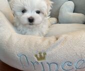H-Wurf_Remy_8._Wo__2.Bub_11_-_1.jpg