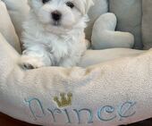 H-Wurf_Remy_8._Wo__2.Bub_19_-_1.jpg