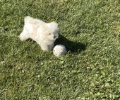 I-Wurf_Hailey_7._Woche19.jpg
