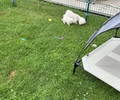 I_Wurf_Hailey_8._Woche38.jpeg