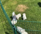 K_Wurf_Vici_8._Wo_alle_16.JPG
