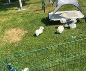 K_Wurf_Vici_8._Wo_alle_19.JPG