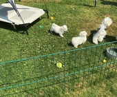 K_Wurf_Vici_8._Wo_alle_30.JPG