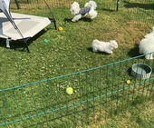 K_Wurf_Vici_8._Wo_alle_32.JPG